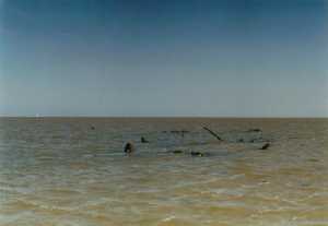 zeehondenbank onder Ameland