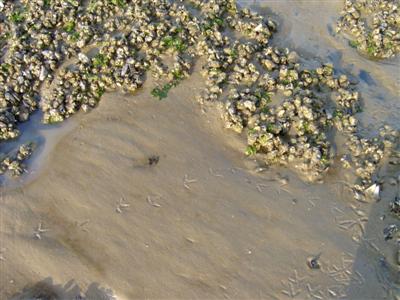 mosselbank met pootafdrukken in het slik