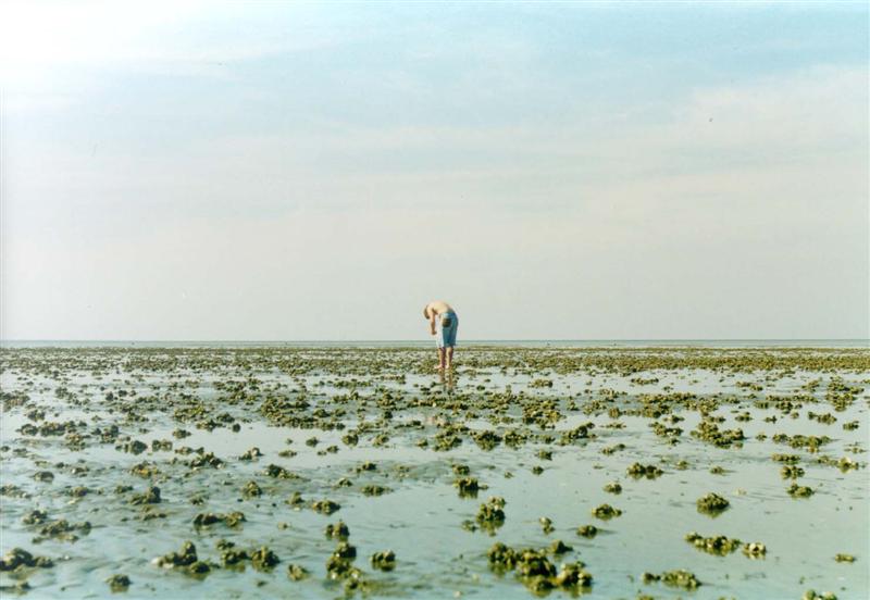 jonge droogvallende mosselbank