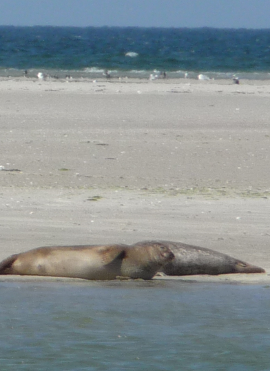 Seehunde ruhen auf einer Sandbank in der Sonne